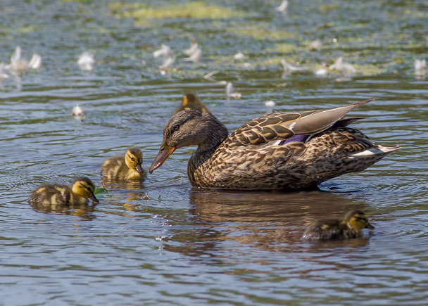 Mallard duck female and chicks in a wetland wildlife area in Minnesota in the Spring - Photo, Image