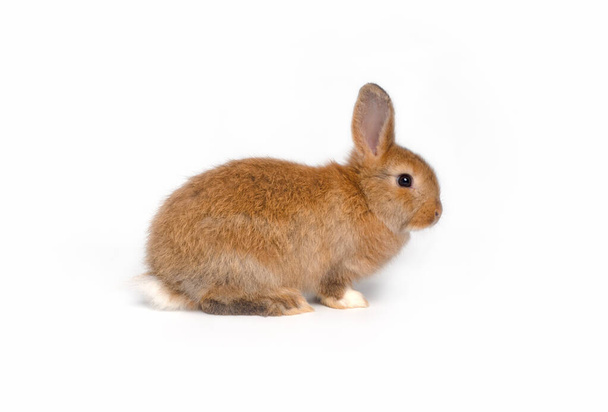 Cute Easter bunny baby, czerwono-brązowe futro na białym tle. - Zdjęcie, obraz