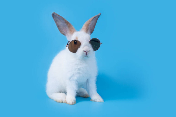 Little white baby rabbit with cute fur and black sunglasses. Standing on two feet because of naughtiness on a blue background. - 写真・画像