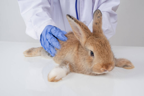 Veterinarios usan guantes morados y abrigos blancos, llevando lindos conejitos marrones para verificar si hay lesiones en una clínica u hospital de animales
. - Foto, Imagen