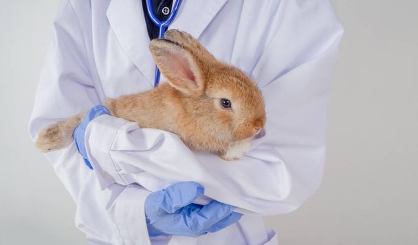 Veterinarians wear purple gloves and white coats, carrying cute brown bunnies to check for injuries in a clinic or animal hospital. - Foto, Imagem