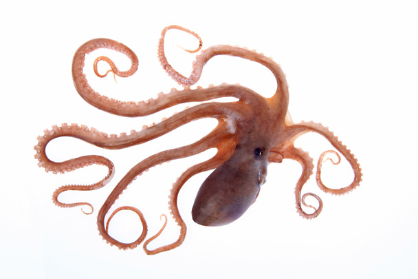 Octopus, un estrecho acercamiento - Foto, Imagen