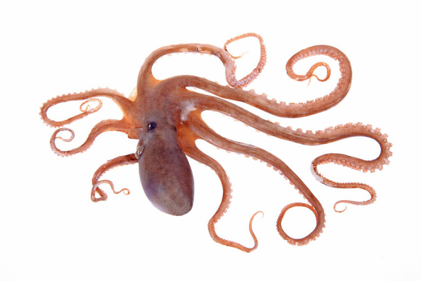 Octopus, közelkép. - Fotó, kép