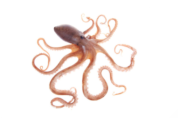 Octopus,A close-up - Valokuva, kuva