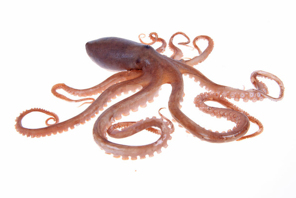Octopus, een close-up - Foto, afbeelding