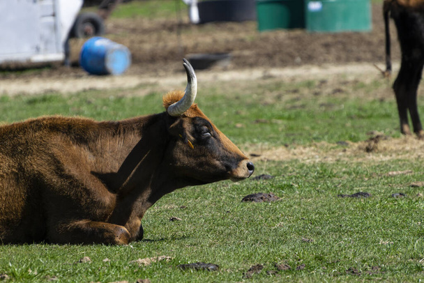 A large, brown bull resting on the ground in a ranch pasture with an orange tuft of hair between his sharp, curved horns that looks like a funny little mohawk.  - 写真・画像