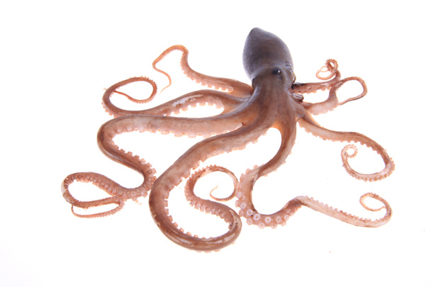Octopus, un estrecho acercamiento - Foto, Imagen