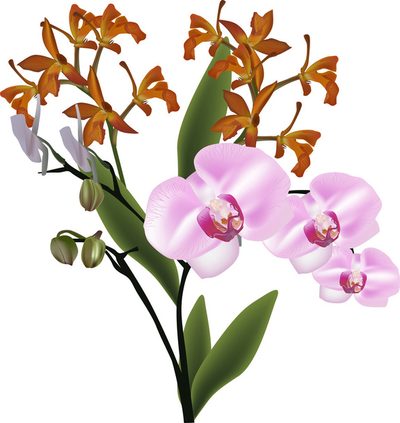 Bündel orangefarbener und rosa Orchideen isoliert auf weißem Grund - Vektor, Bild