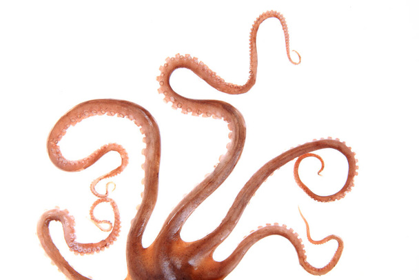 tentáculos de pulpo, un acercamiento - Foto, Imagen