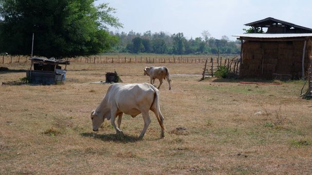 vaca en el campo - Foto, Imagen