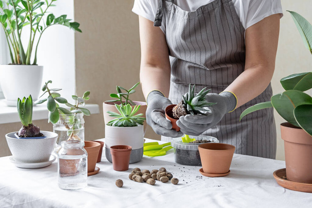 Woman hand transplanting succulent in ceramic pot on the table. Concept of indoor garden home - Image - Photo, Image