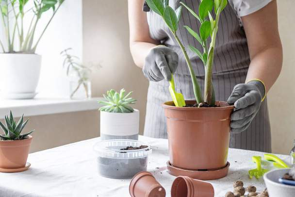 Woman gardener transplantion plants. Concept of home gardening and planting flowers in pot, plant home decoration - Image - Fotoğraf, Görsel