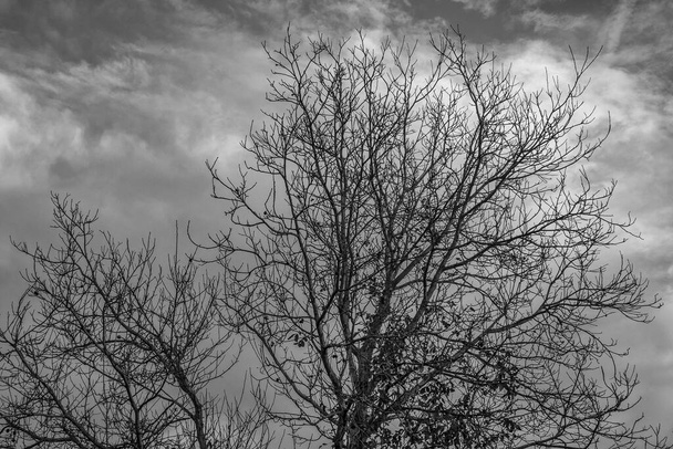 Çıplak ağaç tepe örtüsü, siyah ve beyaz. Arka planda dramatik bulutlar olan ağaç gölgeliği. Resim, soğuk ve hüzünlü bir hava veriyor. - Fotoğraf, Görsel