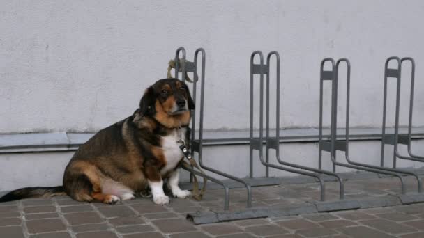 Samotny smutny czerwony pies czeka na swojego właściciela. Pies jest związany smycz na ulicy. Plan średni. - Materiał filmowy, wideo