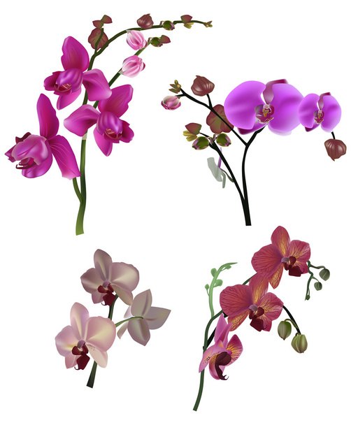 négy különböző orchidea virág ágak pink színű - Vektor, kép
