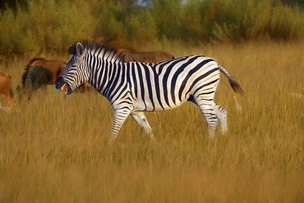 Planiny zebra (Equus quagga, dříve Equus burchellii), také známý jako společné zebry nebo Burchell zebra v sluncem zalité ranní savany. Africký býložravec - zebra v ranním světle.Zebra s vyceněnými zuby - Fotografie, Obrázek
