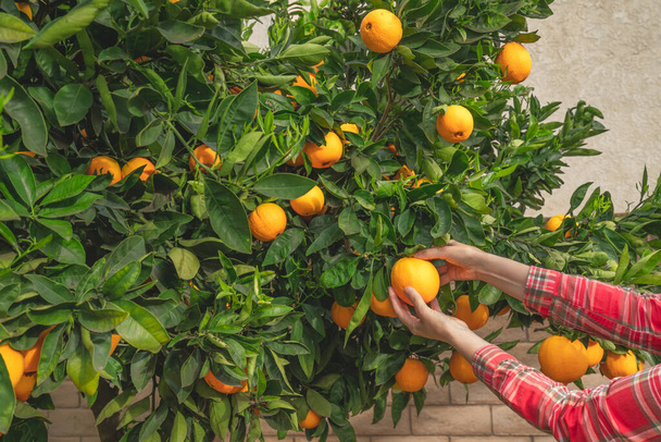 Picking oranges.  Orange fruits close up. Orange tree bearing full grown fruits. - Valokuva, kuva