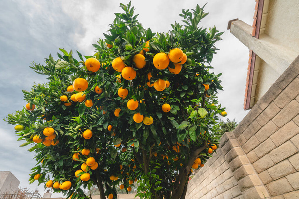 Drzewo pomarańczowe w ogrodzie z pełnymi owocami. widok z dołu - Zdjęcie, obraz