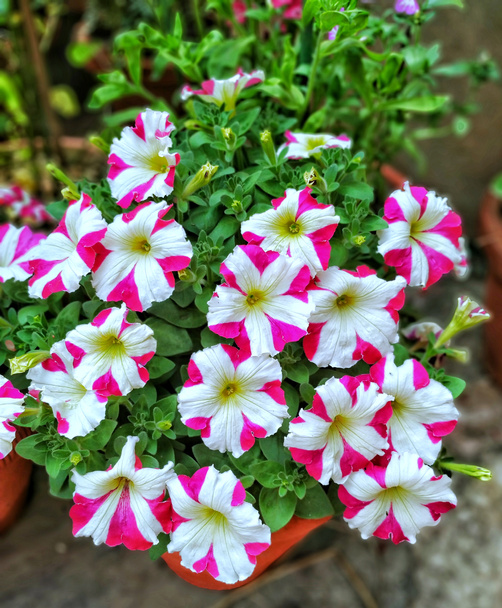 Fleurs de différentes couleurs de Petunia
 - Photo, image