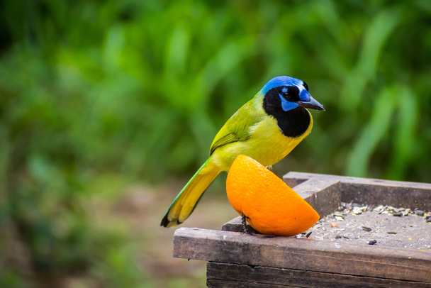 Сине-зеленая маленькая птица, наслаждающаяся видом на природу в Уэслако
 - Фото, изображение