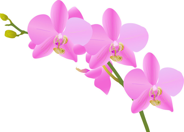 bright pink orchid branch on white - Vector, Image