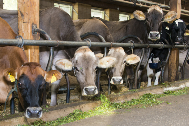 Plusieurs vaches en mangeant de l'herbe et du foin dans une étable à vaches
 - Photo, image