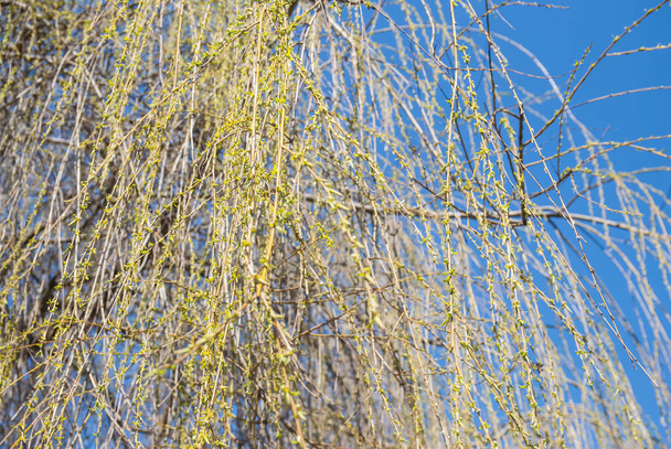 ramas de sauce de primavera de cerca
 - Foto, imagen