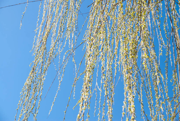пружинные ветви ивы
 - Фото, изображение