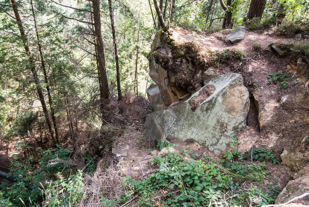 Arbres moussus dans la forêt de montagne
 - Photo, image
