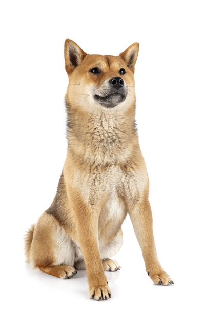 shiba inu in front of white background - Photo, Image