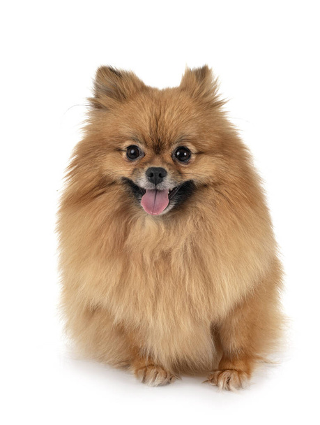 young pomeranian in front of white background - Foto, Bild
