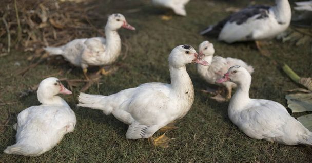 pequeño pato livcestock en agricultura granja en la mañana
 - Foto, imagen