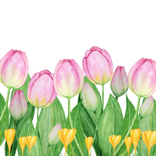 Pink yellow tulip crocus hand drawn watercolor illustration. Beautiful spring floral frame on white background with copy space. Make your greeting card, invitation, poster, banner design - Φωτογραφία, εικόνα