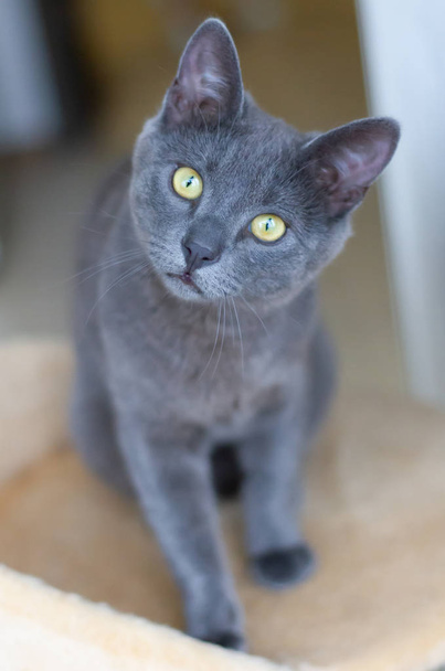 Retrato de un gato azul con hermosos ojos
 - Foto, Imagen