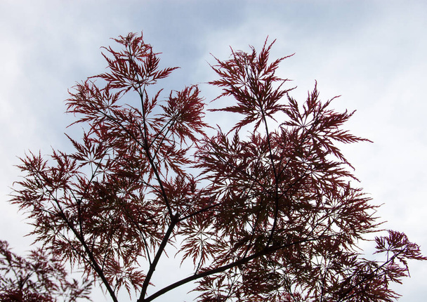 Рожевий листя на гілках Японська клен (Acer palmatum) - Фото, зображення