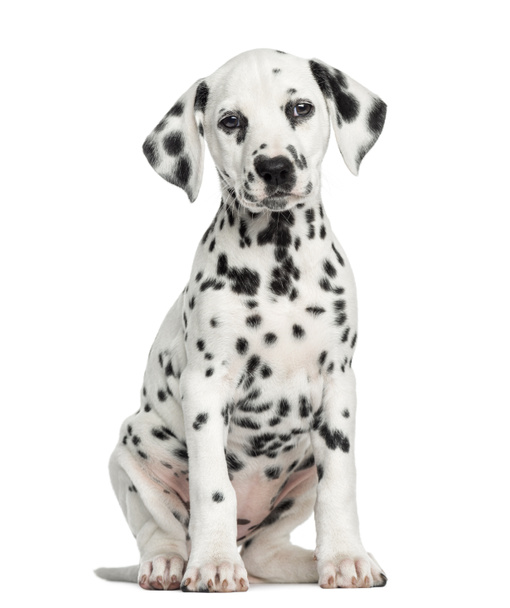 Вид спереди сидящего щенка Далмации, стоящего лицом, изолированного на whi
 - Фото, изображение