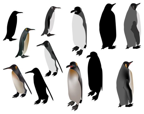 doce pingüinos aislados en blanco
 - Vector, imagen