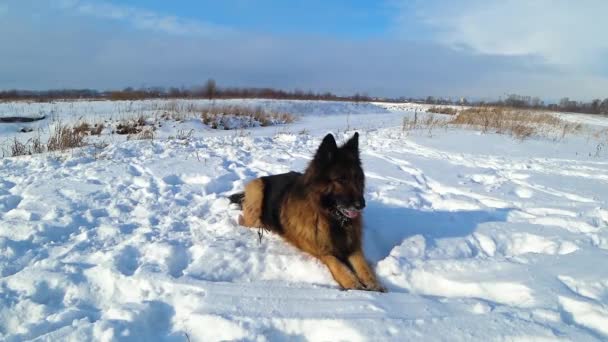 Γερμανικό τσοπανόσκυλο κείτεται στο χιόνι μια παγωμένη μέρα. - Πλάνα, βίντεο