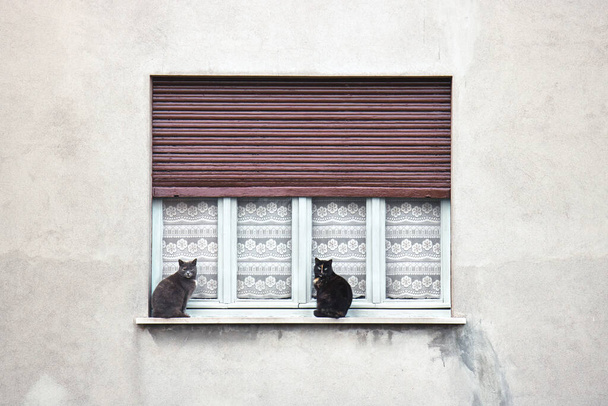 窓に猫が2匹あなたを探している抱っこフェリーヌの正面の景色 - 写真・画像