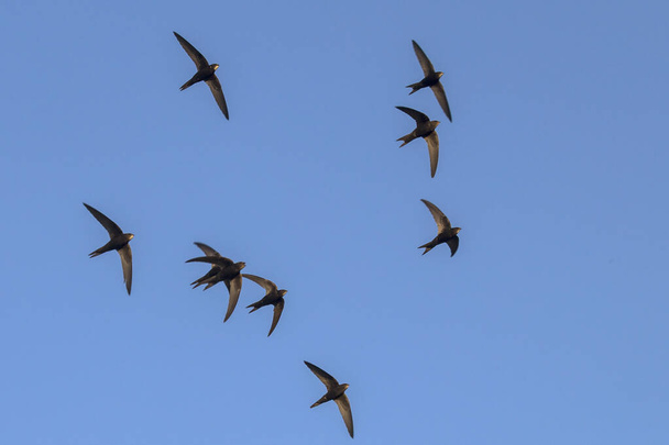 Uçan siyah kırlangıçlar sürüsü. Genel Swift (Apus apus). - Fotoğraf, Görsel