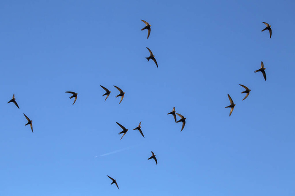 Een zwerm vliegende zwarte zwaluwen. Gewone Swift (Apus apus). - Foto, afbeelding