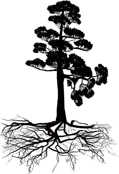 isolated black pine tree with root - Vector, Image