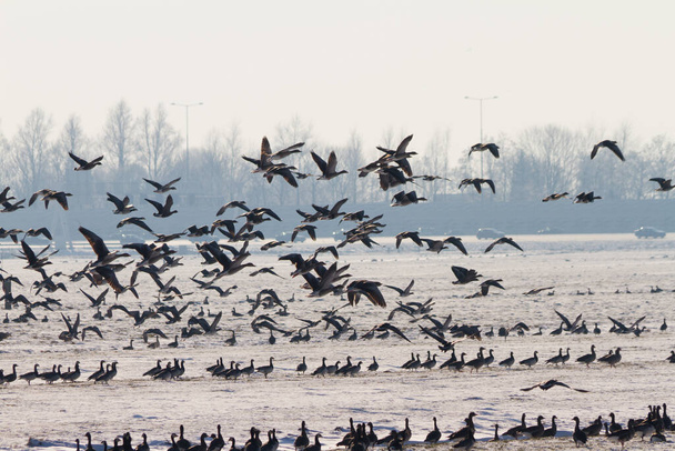 volée d'oiseaux en hiver - Photo, image