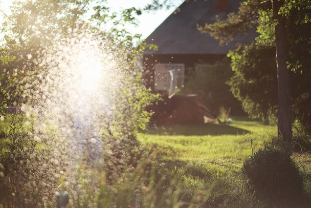 Чоловік фермер поливає овочевий сад увечері на заході сонця
 - Фото, зображення
