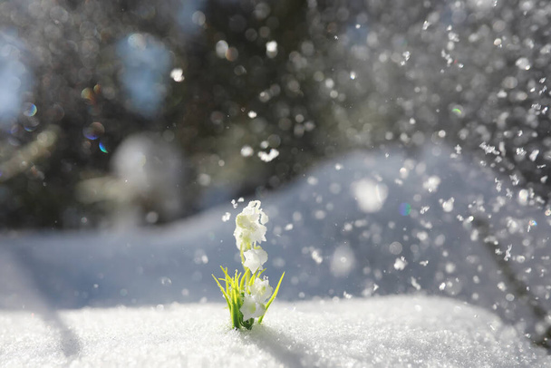 První jarní květina. Sněhová vločka v lese. Jarní slunečný den v lese. - Fotografie, Obrázek