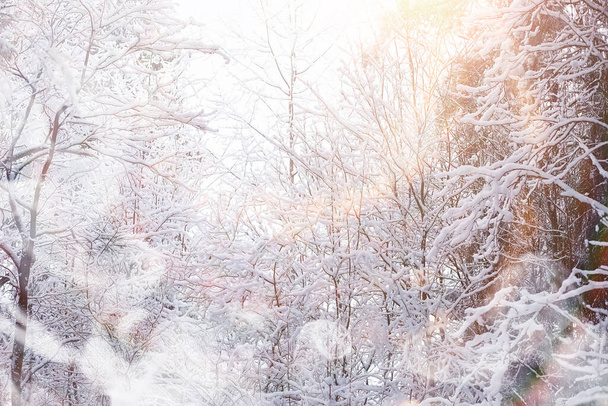 冬の風景。雪の下の森。ウィンターパーク. - 写真・画像