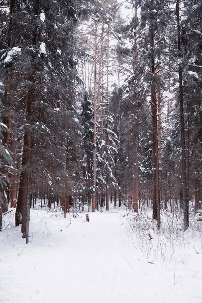 Winter forest landscape. Tall trees under snow cover. January frosty day in park. - Foto, Bild