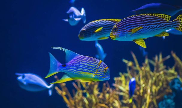 блакитна риба з рослинами в акваріумі в дюймових ротердамських землях
 - Фото, зображення