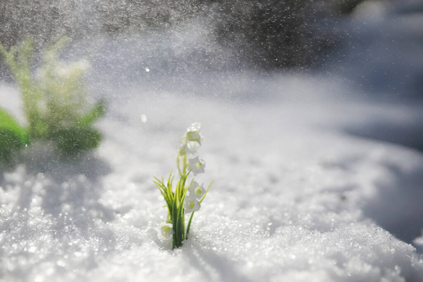 The first spring flower. Snowdrop in the forest. Spring sunny day in forest. - Photo, Image