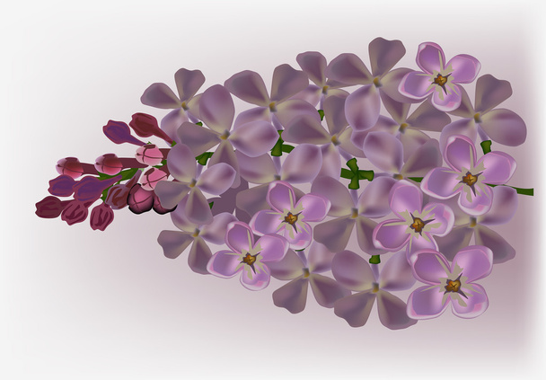 lilac blossom on light background - Vector, Image